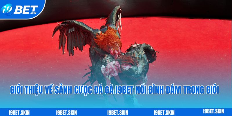 Đá gà i9bet: Sảnh đá gà trực tuyến rực lửa uy tín hiện nay 2 Gioi thieu ve sanh cuoc da ga i9bet noi dinh dam